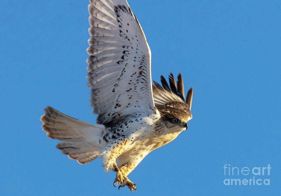 Red Tailed Hawk Taking Flight Photograph
