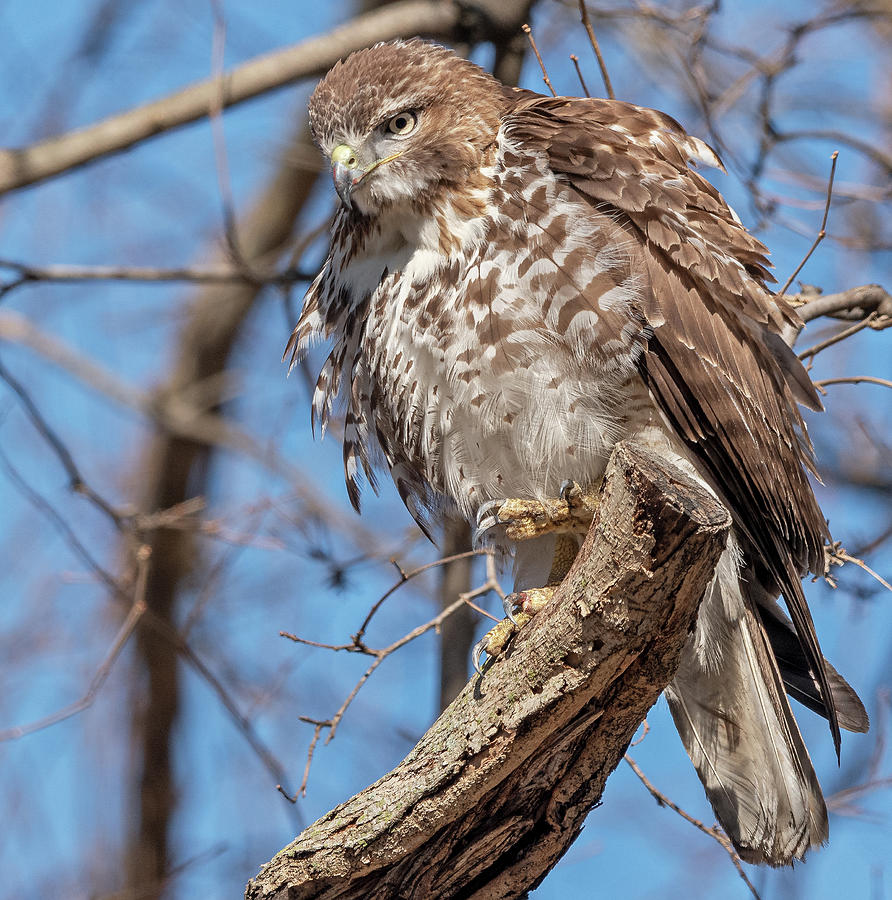 Red-tailed Hawk Talons Photograph by Scott Miller