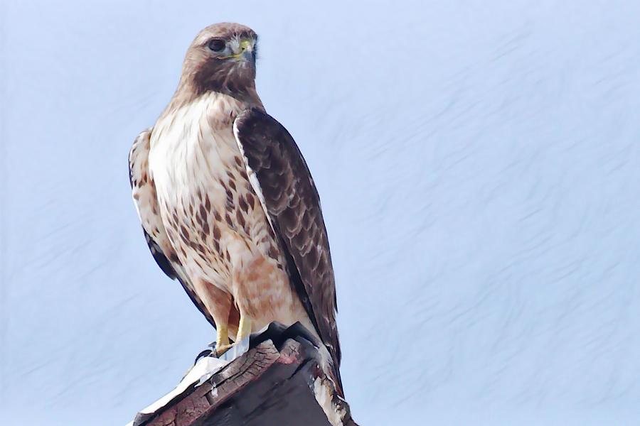 Red-Tailed Hawk Digital Art by Thomas Johnson | Pixels