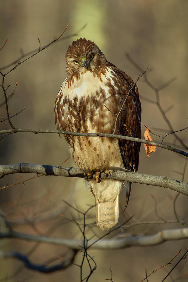Red Tailed Hawk Photograph by Timothy McIntyre