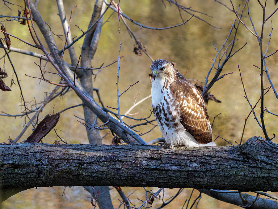 Feather Photograph - Red-tailed Hawk by Todd Bannor
