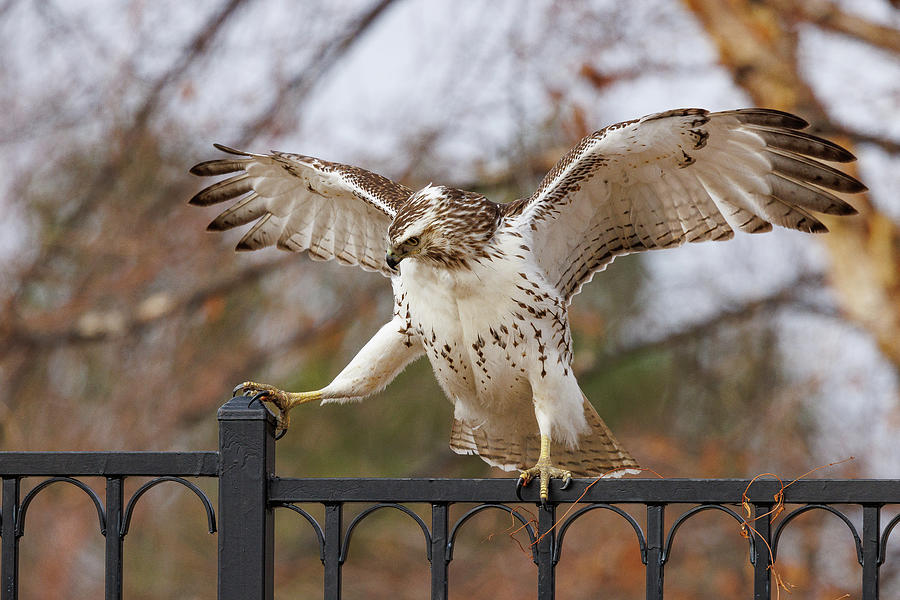 Red Tailed Hawk Tries To Balance On A Fence Photograph