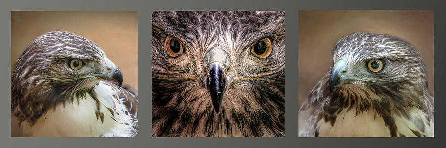 Red-tailed Hawk Triptych Photograph by Norma Brandsberg