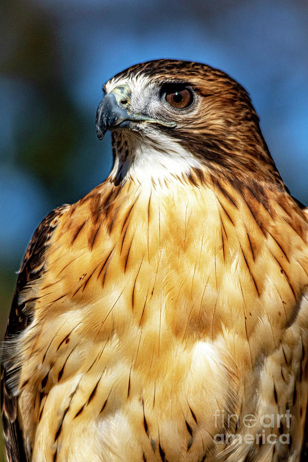 Red-Tailed hawk two Photograph by Ken Frischkorn