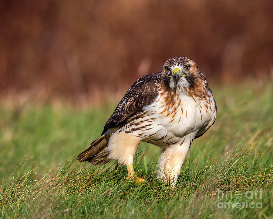 Red-tailed hawk walking towards me Photograph by Sarah Keates - Fine ...