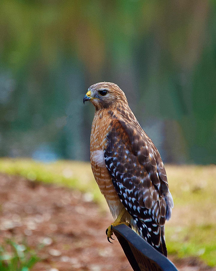 Red-tailed Hawk Photograph by William Van Cleave - Fine Art America