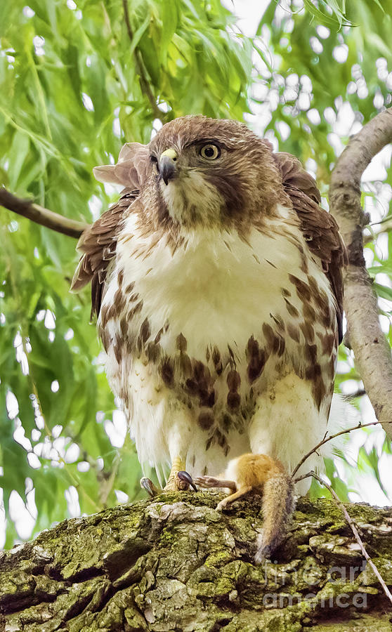Red-tailed Hawk With Prey Photograph by Charline Xia