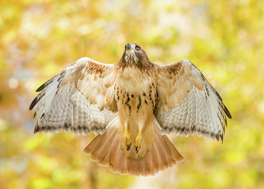 Red-tailed Hawk with Yellow Leaves Photograph by Ray Whitt - Fine Art ...