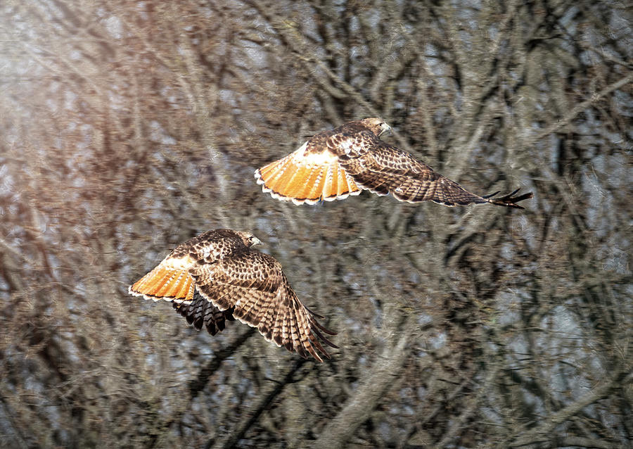 Red-Tailed Hawks Flight Photograph by Patti Deters