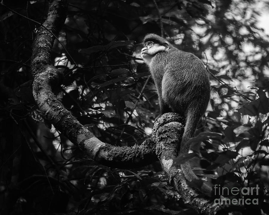 Red Tailed Monkey In Kibale Forest. Photograph