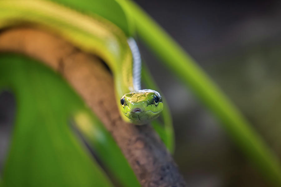 Red-tailed Racer Snake On Tree Branch Photograph by Artur Bogacki