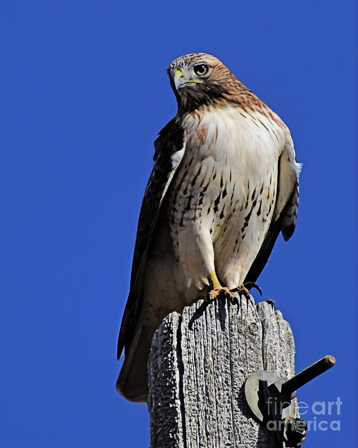 Red Tailed Raptor Photograph by Kathy M Krause