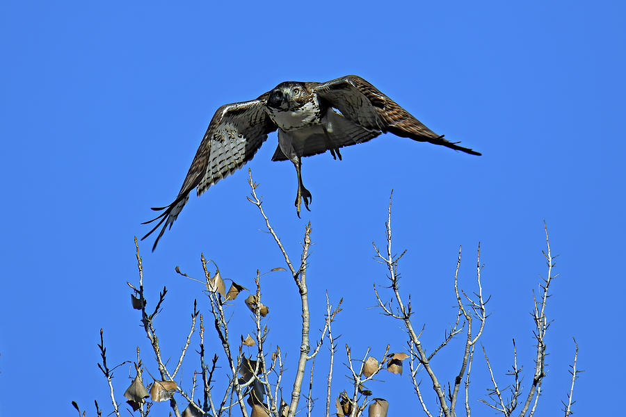Red Tailed Take Off Photograph