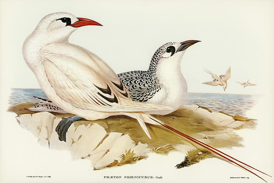 John Gould Drawing - Red-tailed Tropic Bird, Phaeton phoenicurus by John Gould