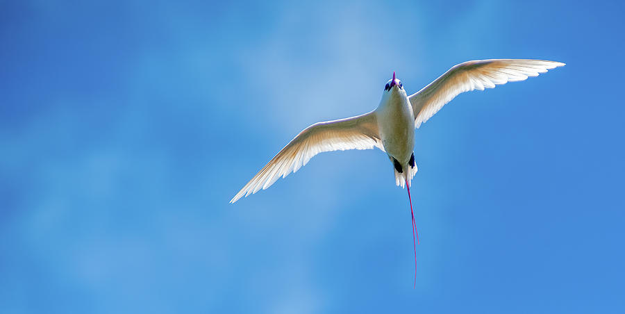 Red-tailed tropicbird. Photograph by Doug Davidson