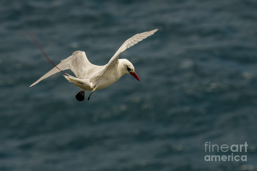 Wildlife Photograph - Red-Tailed Tropicbird Hovering in Flight at Kilauea Point by Nancy Gleason