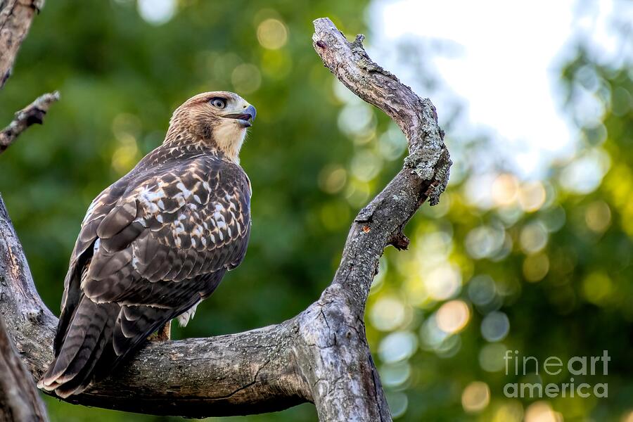 Hawk Photograph - Red-Tailed Youngster by Jennifer Jenson