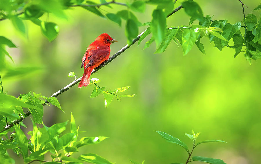 Red Tanager Three Photograph by Dave Melear
