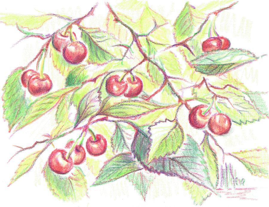 Red Tart Pie Cherries II Painting by Kip DeVore