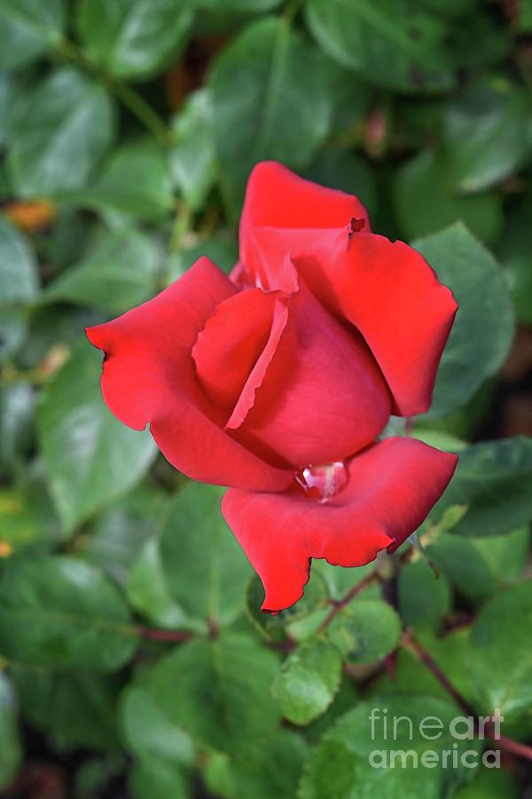 Red Tea Rose Photograph by Yvonne Johnstone