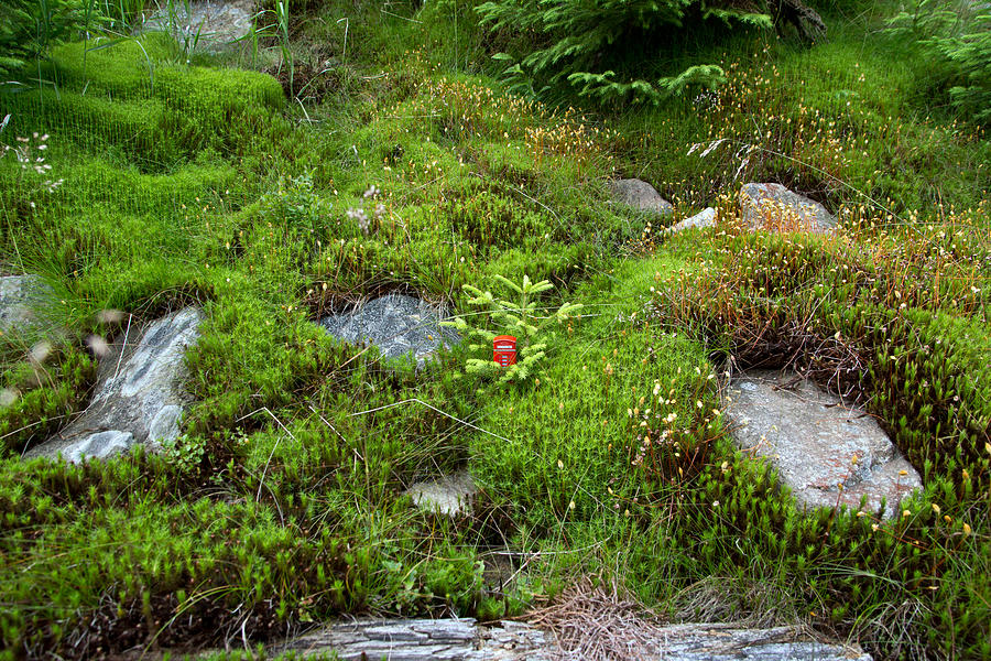 Red telephone box in the moss Photograph by Kelifamily