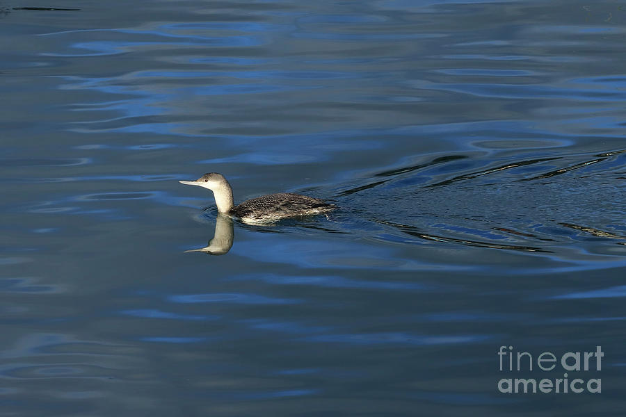 Red Throated Diver in Winter Photograph by Terri Waters