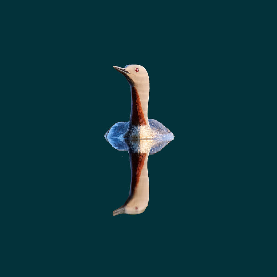 Red-throated loon and reflections transparent Photograph by Jouko Lehto