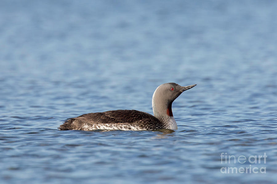 Red-throated Loon Photograph by Arterra Picture Library