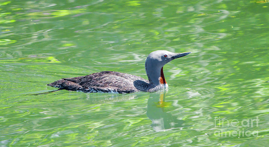 Red-throated Loon In Breeding Plumage Photograph by Charline Xia