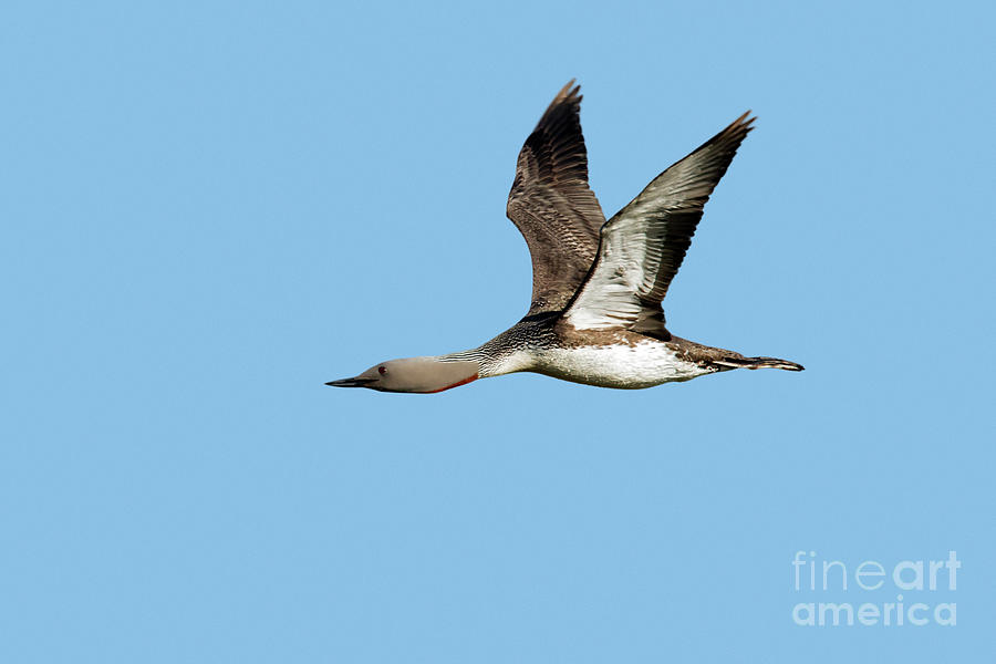 Red-throated Loon in Flight Photograph by Arterra Picture Library