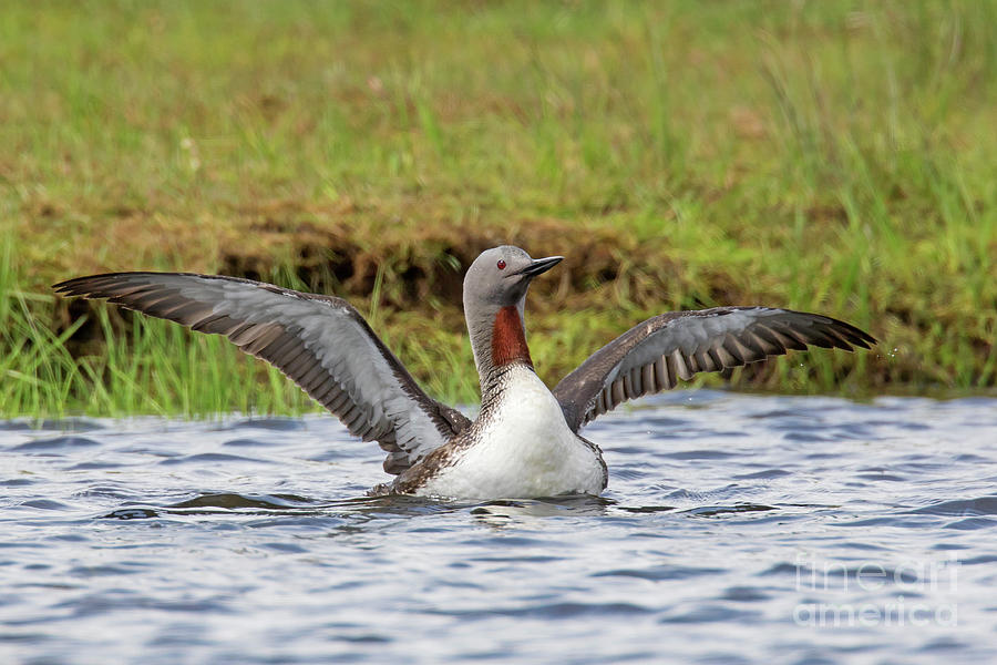 Red-throated Loon in Summer Photograph by Arterra Picture Library