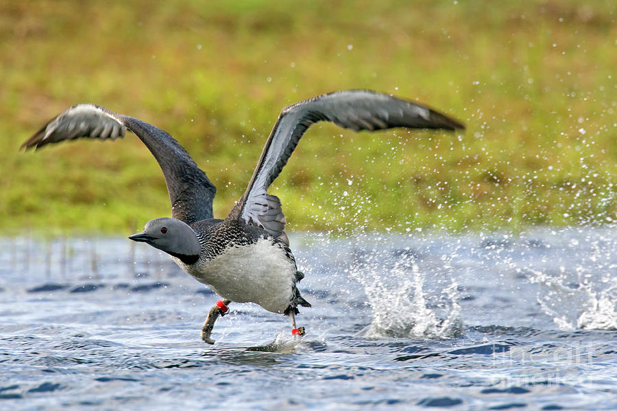 Red-Throated Loon Taking Off Photograph by Arterra Picture Library