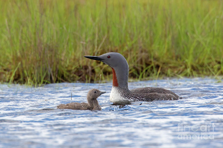 Red Throated Loon with Chick Photograph by Arterra Picture Library