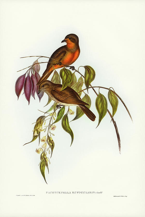 John Gould Drawing - Red-throated Pachycephala, Pachycephala rufogularis by John Gould