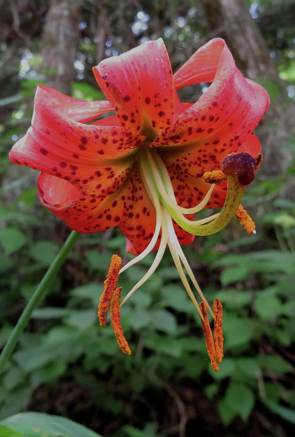 Red Tiger Lily Photograph by Joshua Bales