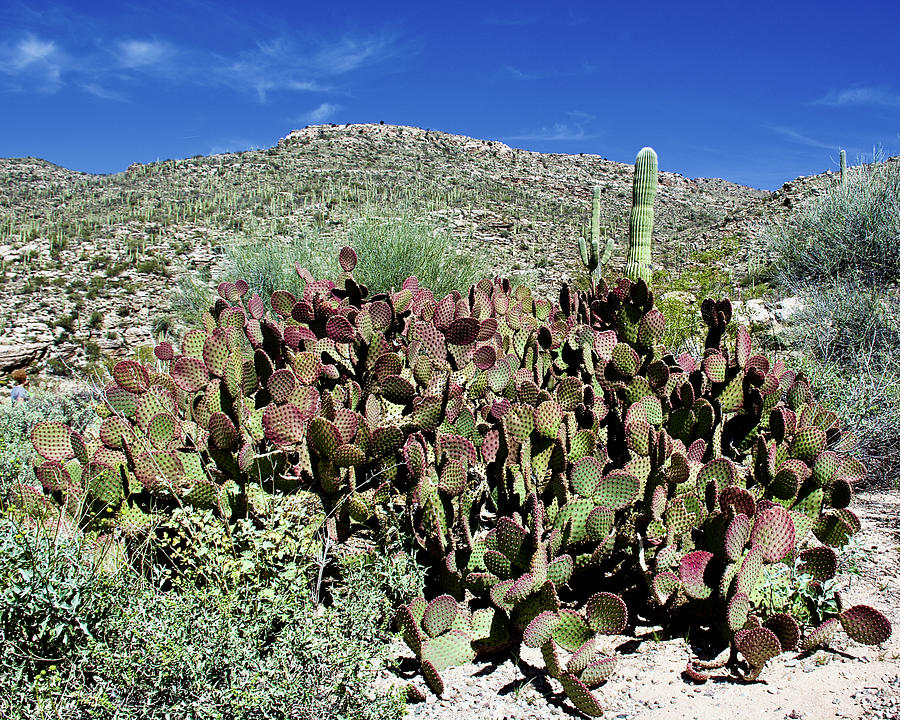 Red-tinged Prickly Pear Cactus on Mount Lemmon on Catalina Highway in Tucson, Ariizona Photograph by Ruth Hager
