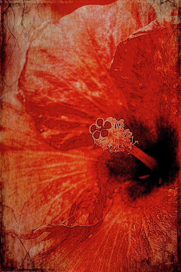 Red Tint Hibiscus Photograph