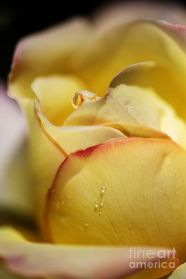 Red Tipped Yellow Rose Photograph by Joy Watson