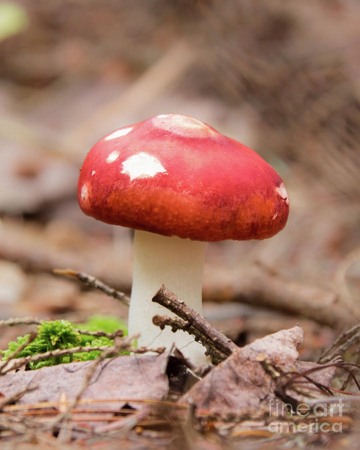 Red Toadstool Photograph by Barbara McMahon