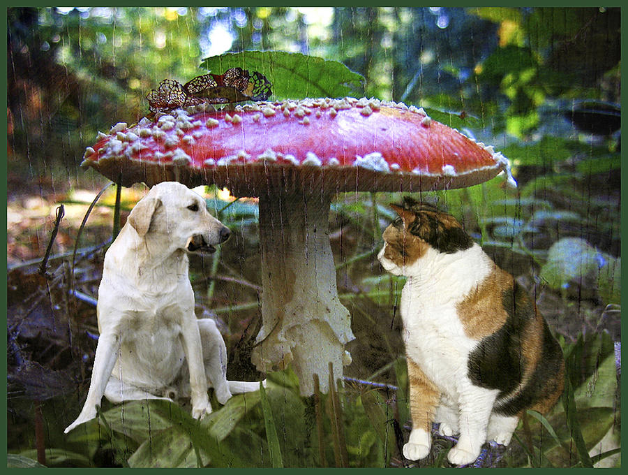 Red Toadstool Umbrella For Furry Friends Photograph by Alex Skelly
