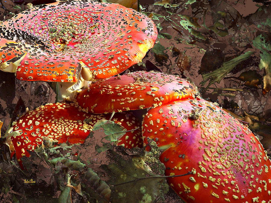Red Toadstools Photograph by Richard Thomas
