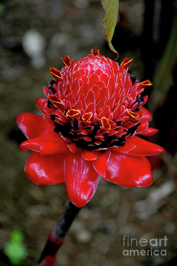 Red Torch Ginger flower in the jungles of Costa Rica	 Photograph by Gunther Allen