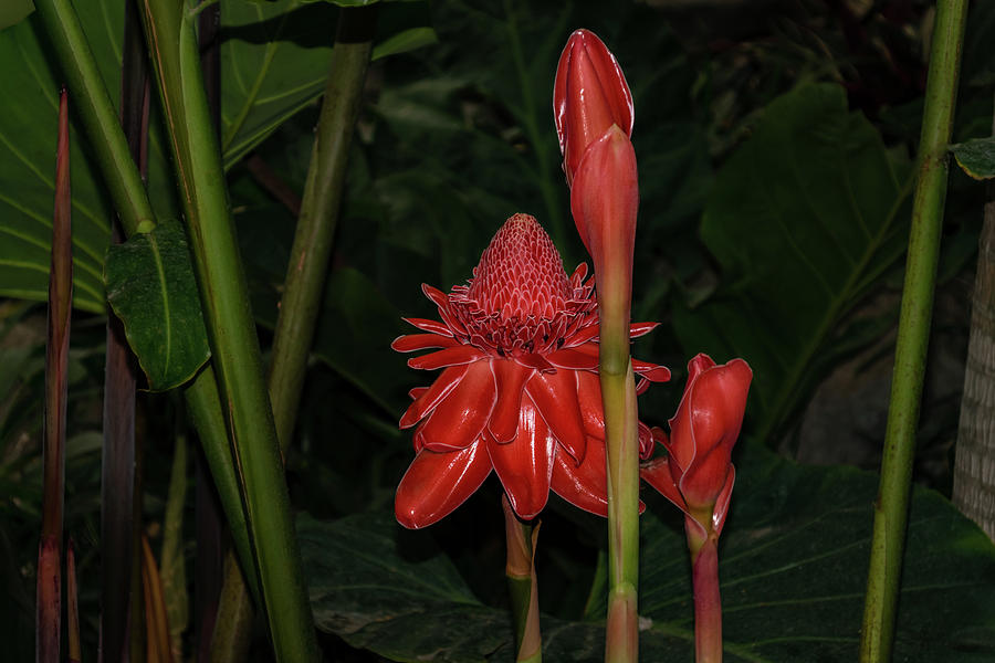 Red Torch Ginger Lily - Glossy Exotic and Wonderful Photograph by Georgia Mizuleva