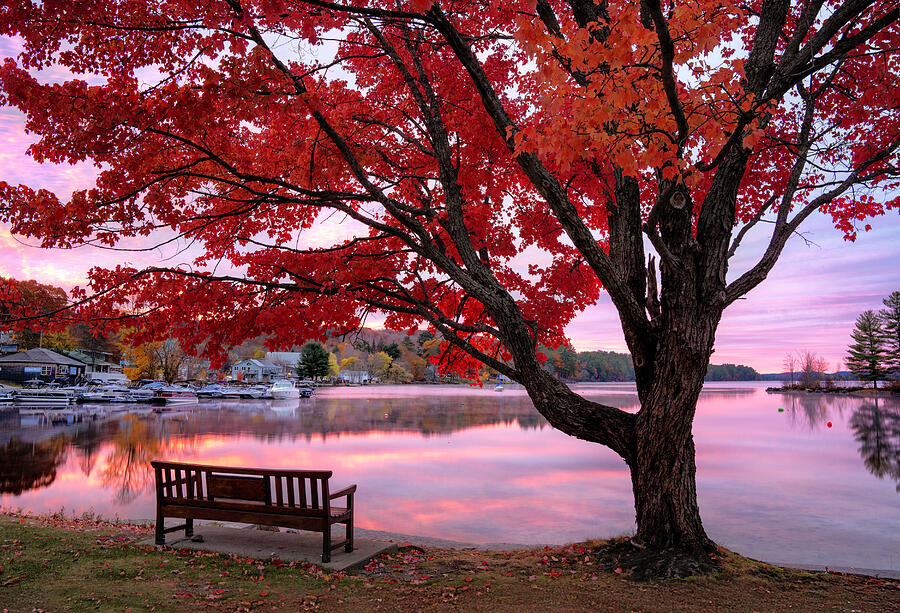 Red Tree Bliss Photograph by Darylann Leonard Photography Red Tree Bliss Photograph by Darylann Leonard Photography