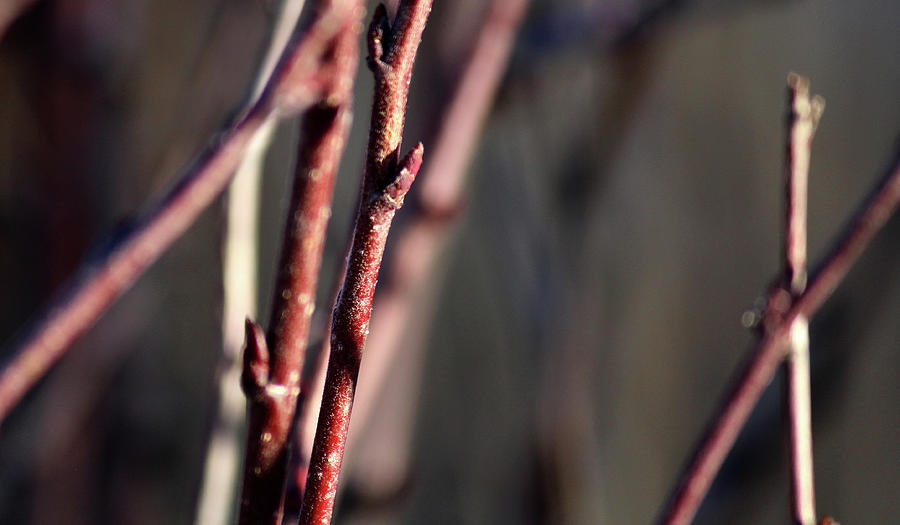 Red Tree Bud In Winter Photograph