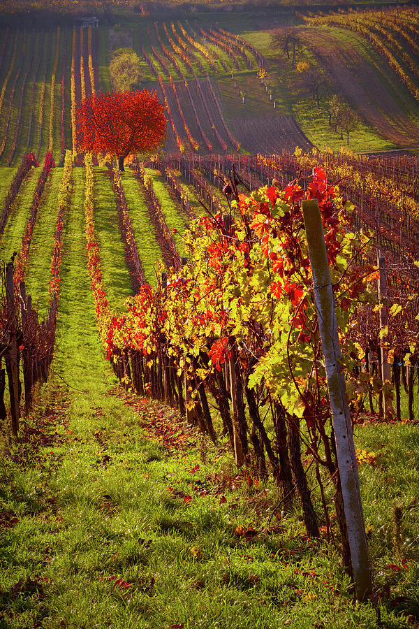 Red Tree in a Vineyard Photograph by Jon Glaser