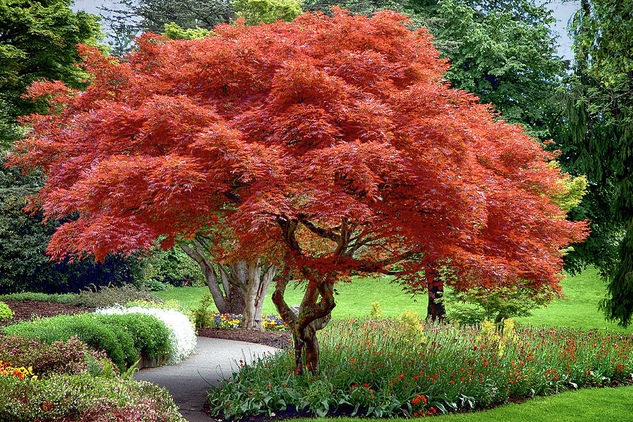 Red Tree in Canada Photograph by Anthony M Davis