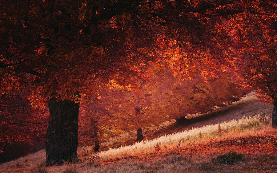 Red tree in sunset light in autumn Photograph by Toma Bonciu