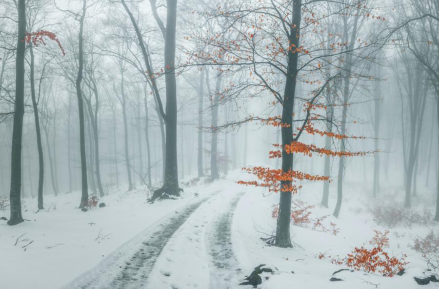 Red tree in winter foggy forest Photograph by Toma Bonciu