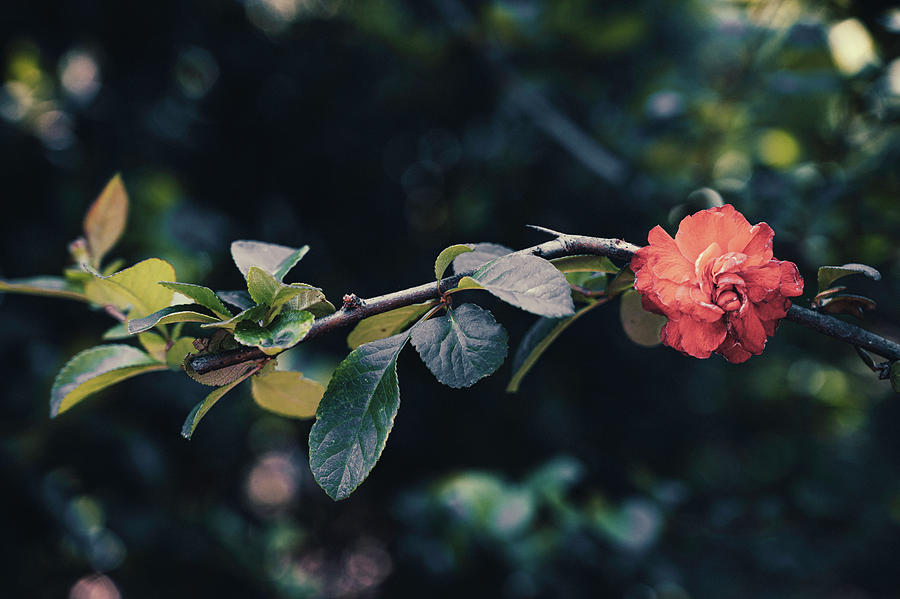 Red Tree Rose Photograph by Emily Honeycutt - Fine Art America